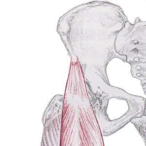 股関節の筋肉