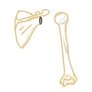 肩甲骨と上腕骨