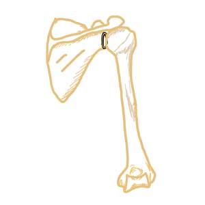 肩関節後方から