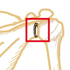 肩関節後方から